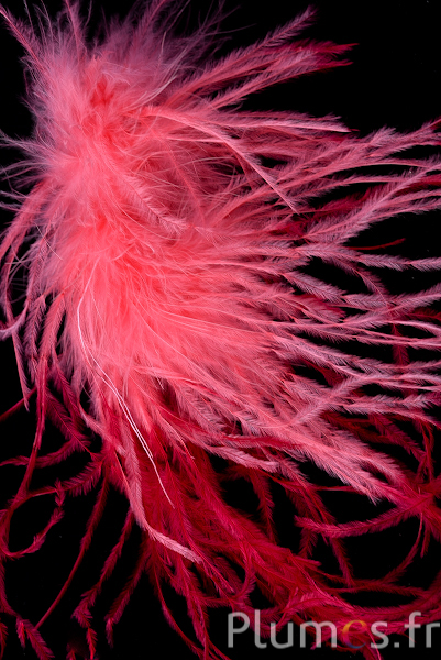 Autruche mèche  - 10 cm - crabe pointe carmin